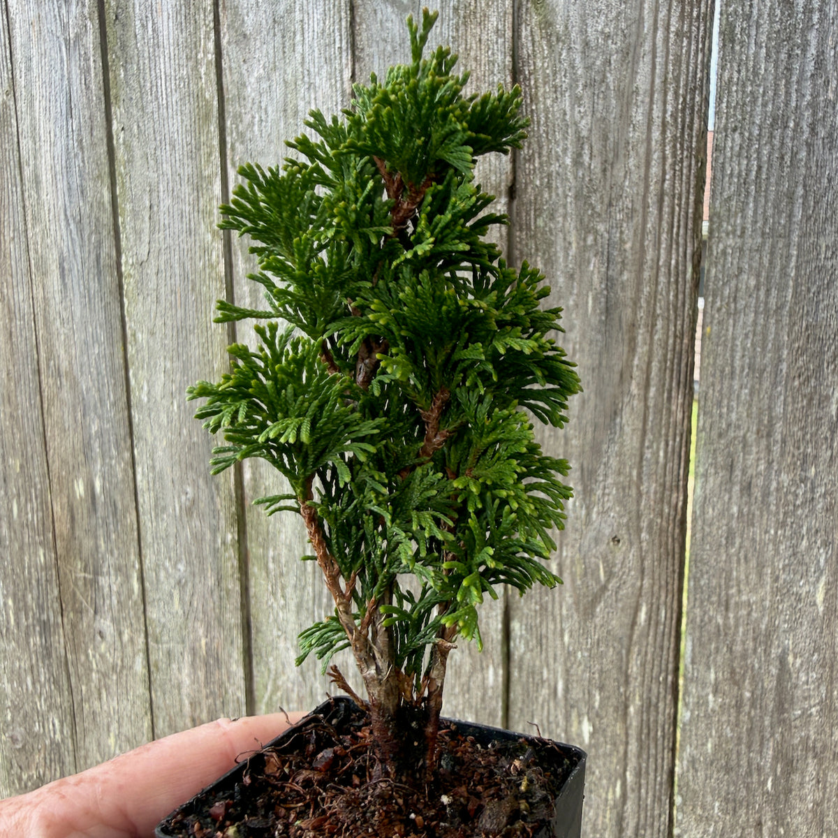 Mini Maks Miniature Arborvitae — Thuja occidentalis 'Maks'