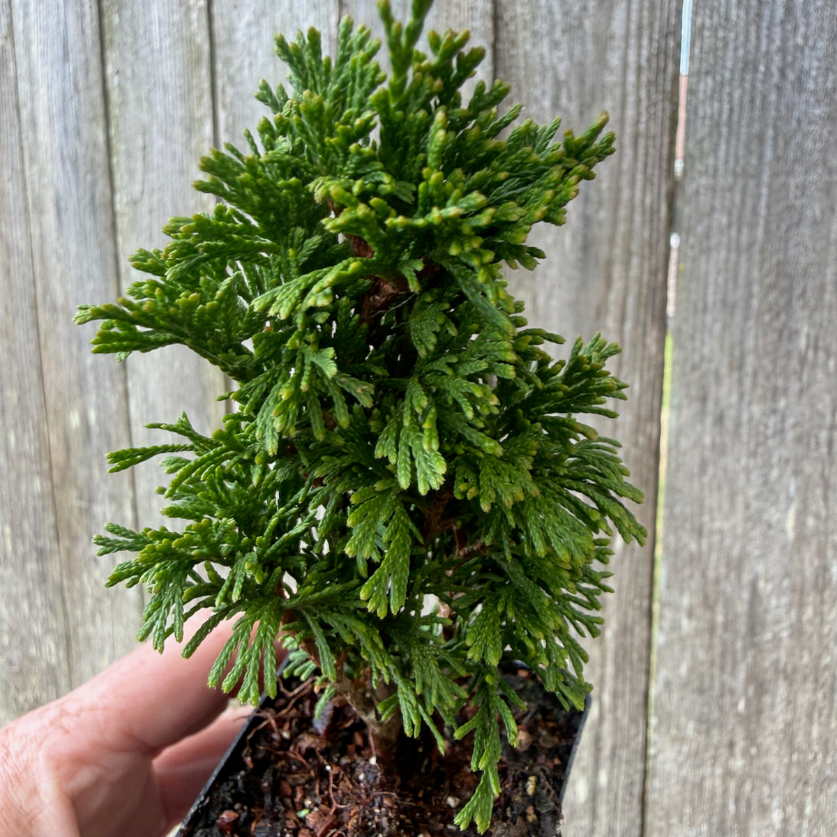 Mini Maks Miniature Arborvitae — Thuja occidentalis 'Maks'