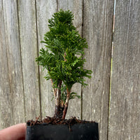 Mini Maks Miniature Arborvitae — Thuja occidentalis 'Maks'