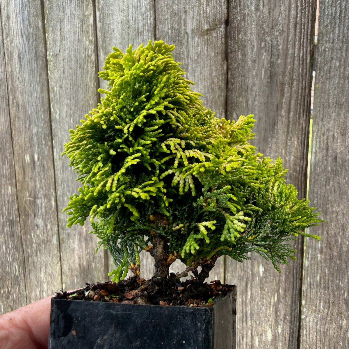 Mini Golden Dwarf Hinoki Cypress — Chamaecyparis obtusa 'Nana Lutea'