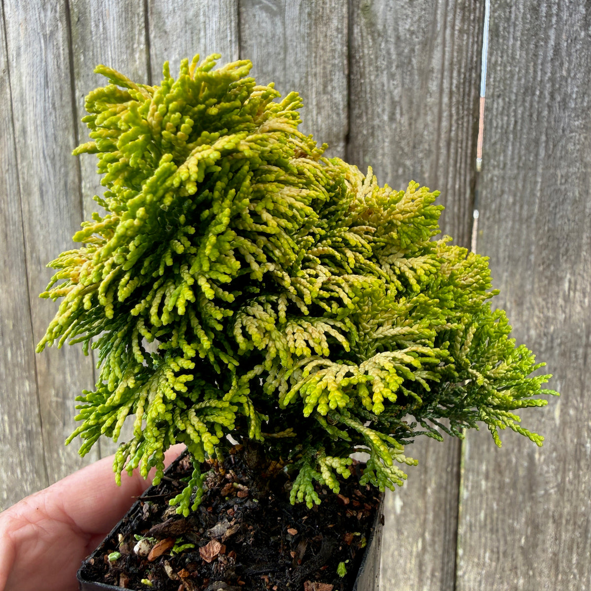 Mini Golden Dwarf Hinoki Cypress — Chamaecyparis obtusa 'Nana Lutea'