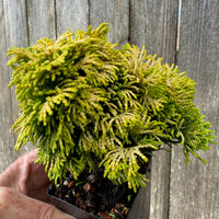 Mini Golden Dwarf Hinoki Cypress — Chamaecyparis obtusa 'Nana Lutea'