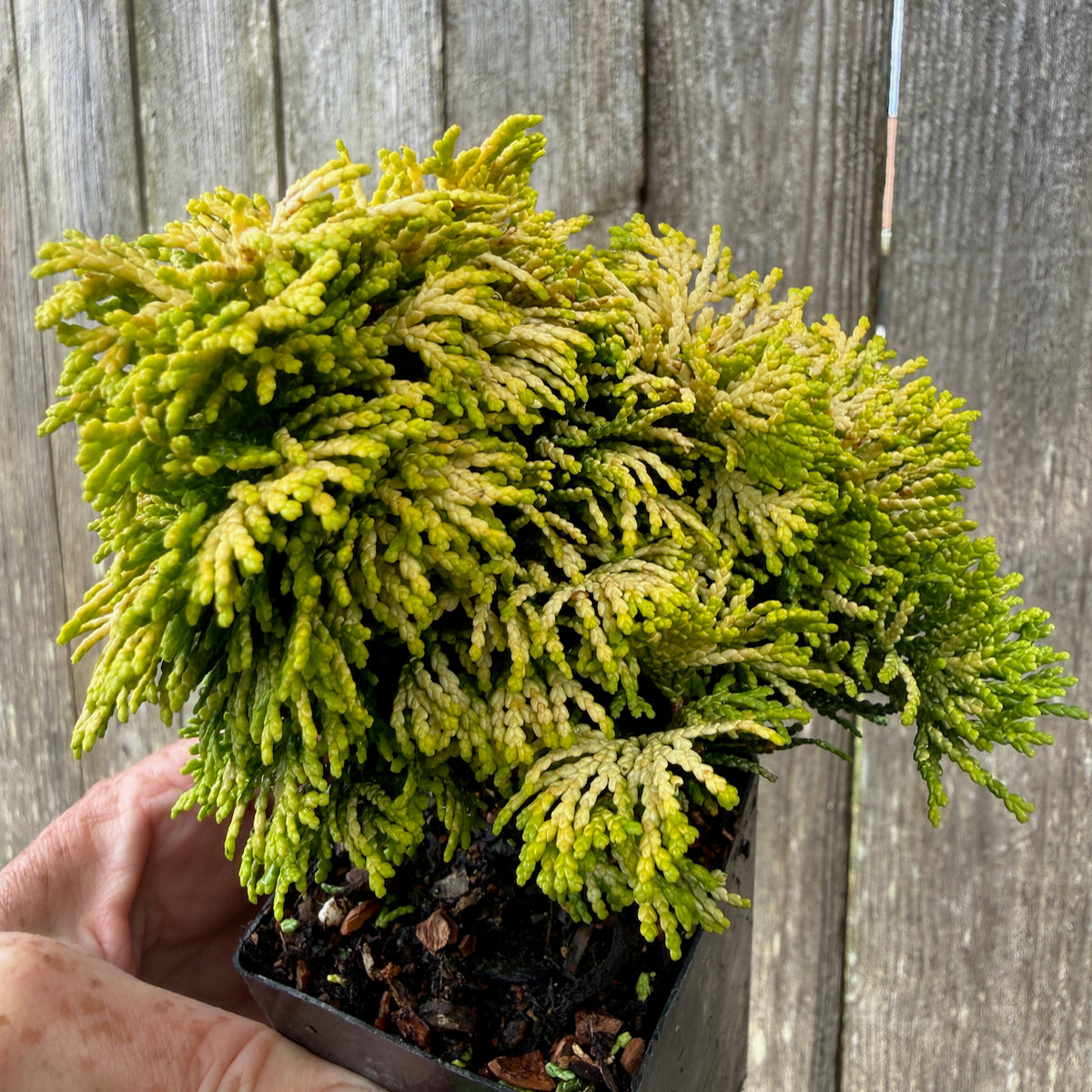 Mini Golden Dwarf Hinoki Cypress — Chamaecyparis obtusa 'Nana Lutea'