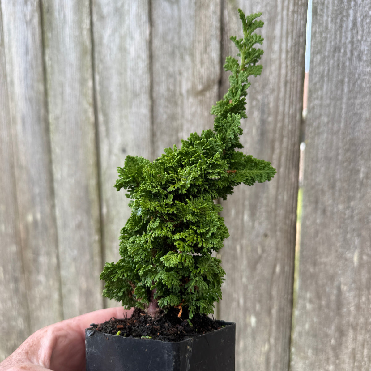 Mini Primo Dwarf Arborvitae — Thuja occidentalis 'Primo'