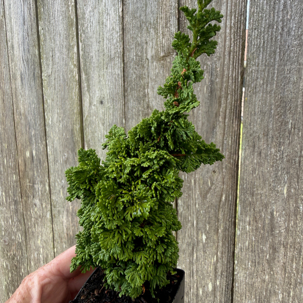 Mini Primo Dwarf Arborvitae — Thuja occidentalis 'Primo'