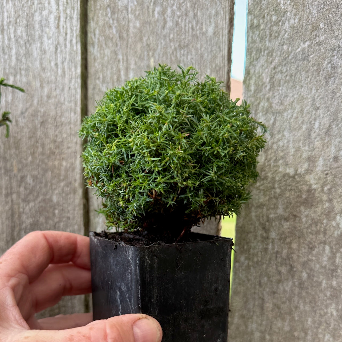 Mini Tree Set of 3: Tsukumo Cypress, Whipcord Cedar & Cumulus Cypress