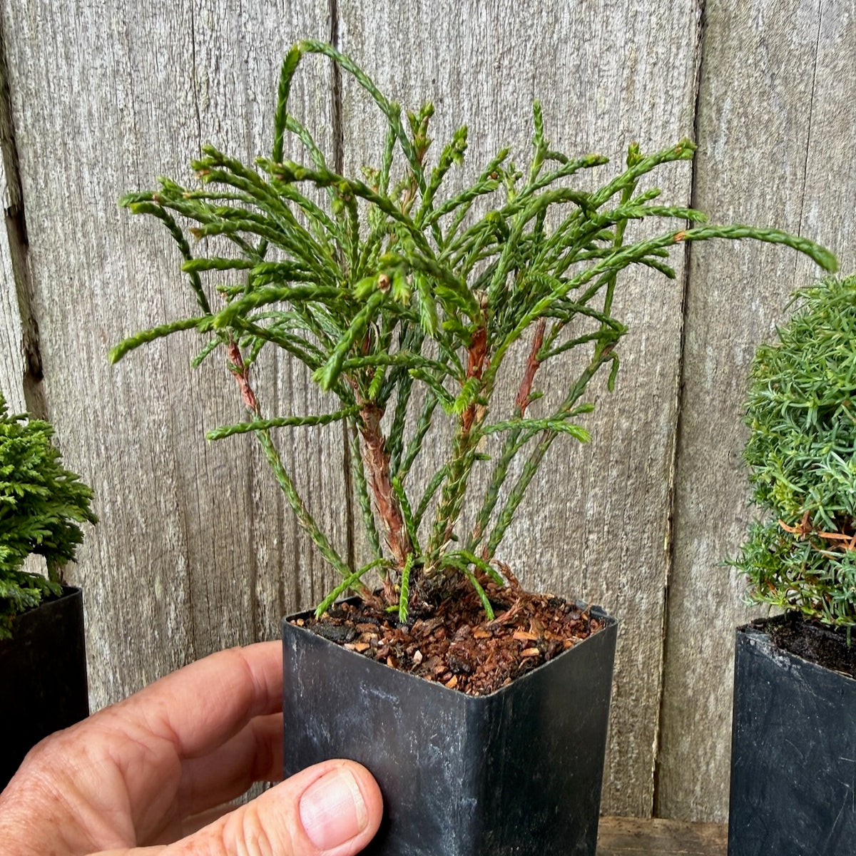 Mini Tree Set of 3: Tsukumo Cypress, Whipcord Cedar & Cumulus Cypress
