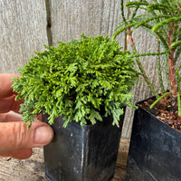 Mini Tree Set of 3: Tsukumo Cypress, Whipcord Cedar & Cumulus Cypress