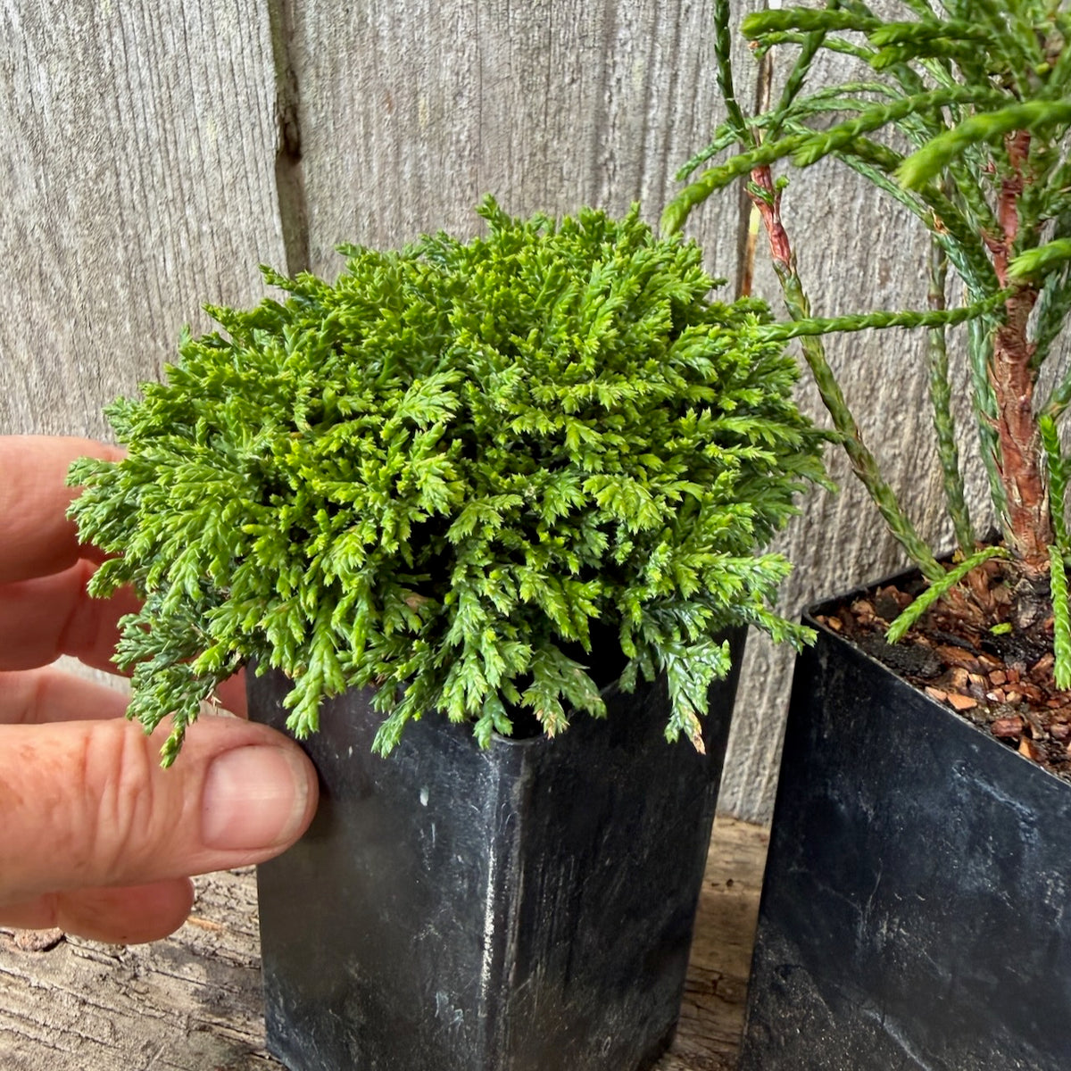 Mini Tree Set of 3: Tsukumo Cypress, Whipcord Cedar & Cumulus Cypress