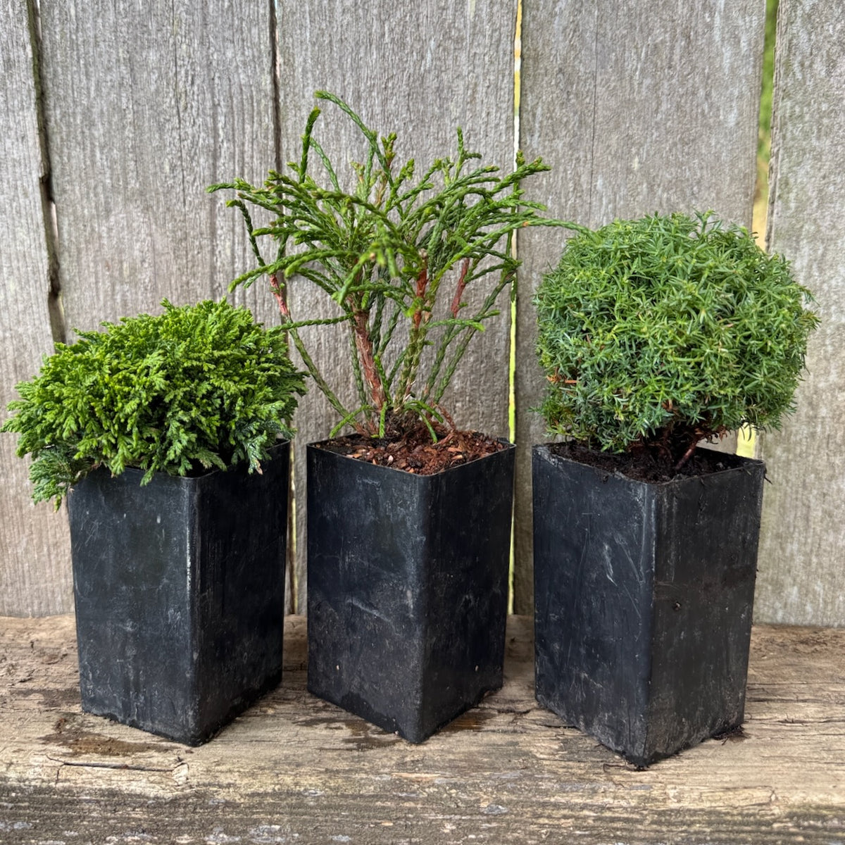 Mini Tree Set of 3: Tsukumo Cypress, Whipcord Cedar & Cumulus Cypress