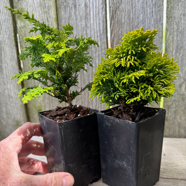 Mini Tree Set of 2: Fernleaf Hinoki & Nana Lutea Hinoki Cypress