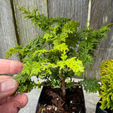 Mini Tree Set of 2: Fernleaf Hinoki & Nana Lutea Hinoki Cypress