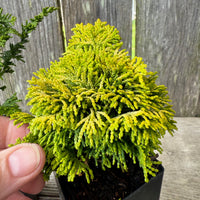 Mini Tree Set of 2: Fernleaf Hinoki & Nana Lutea Hinoki Cypress