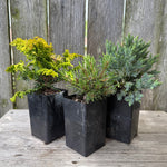 Mini Tree Set: Fernspray Gold Cypress, Slowmound Mugo Pine & Blue Star Juniper