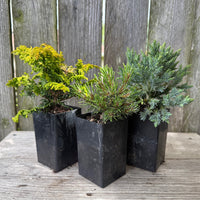 Mini Tree Set: Fernspray Gold Cypress, Slowmound Mugo Pine & Blue Star Juniper
