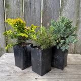 Mini Tree Set: Fernspray Gold Cypress, Slowmound Mugo Pine & Blue Star Juniper