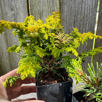 Mini Tree Set: Fernspray Gold Cypress, Slowmound Mugo Pine & Blue Star Juniper