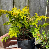 Mini Tree Set: Fernspray Gold Cypress, Slowmound Mugo Pine & Blue Star Juniper
