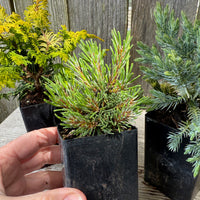 Mini Tree Set: Fernspray Gold Cypress, Slowmound Mugo Pine & Blue Star Juniper