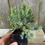 Mini Tree Set: Fernspray Gold Cypress, Slowmound Mugo Pine & Blue Star Juniper