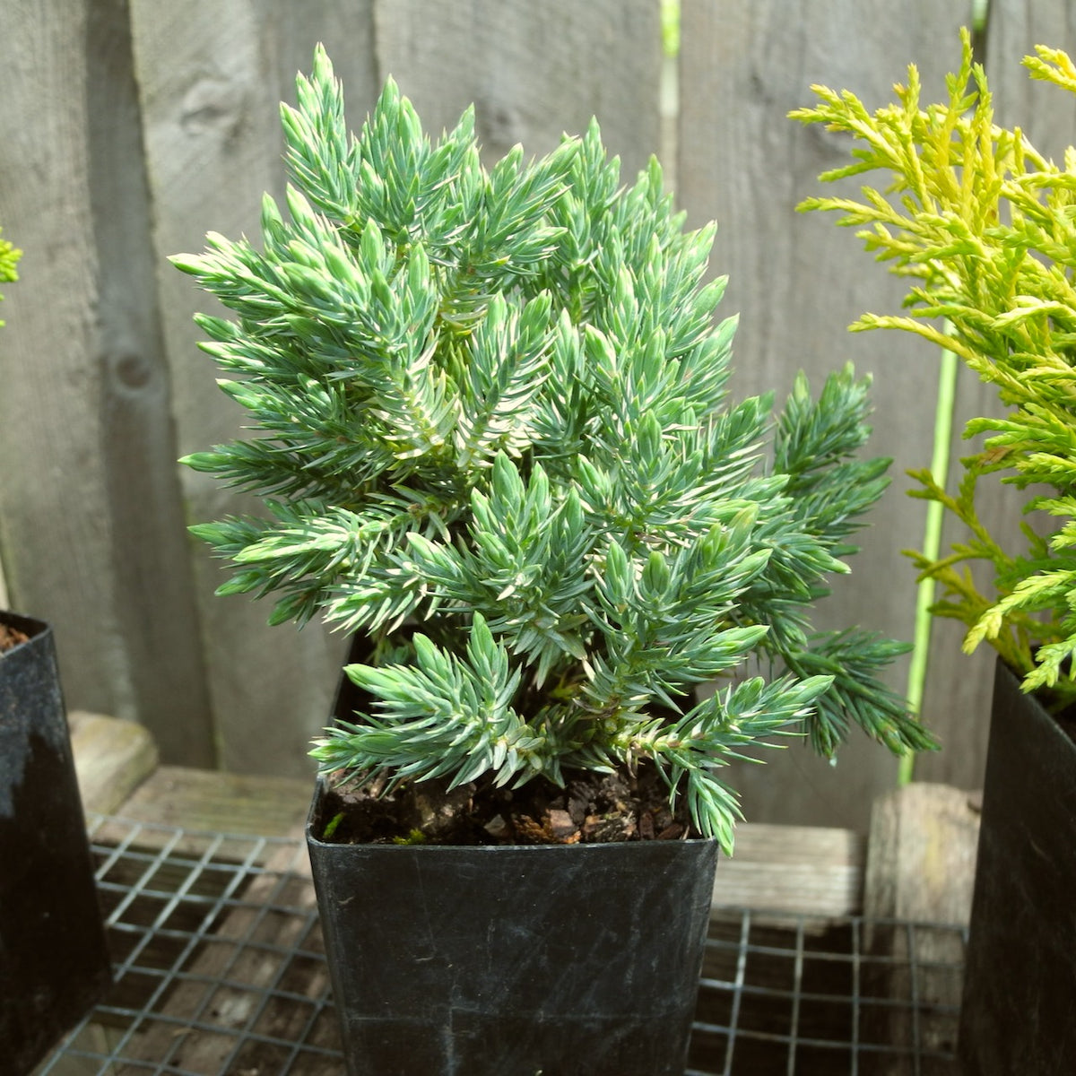 Mini Blue Star Dwarf Juniper — Juniperus squamata 'Blue Star'