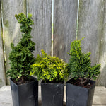 Mini Tree Set: Primo Arborvitae, Butter Ball Hinoki Cypress & Thoweil Hinoki Cypress