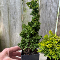 Mini Primo Dwarf Arborvitae — Thuja occidentalis 'Primo'
