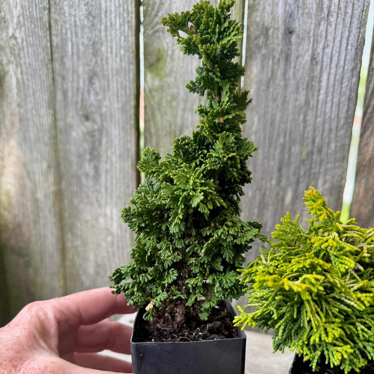 Mini Primo Dwarf Arborvitae — Thuja occidentalis 'Primo'
