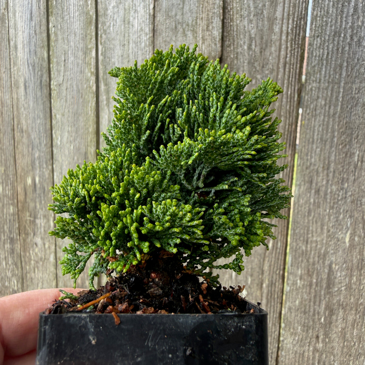 Mini Thoweil Hinoki Cypress — Chamaecyparis obtusa 'Thoweil'