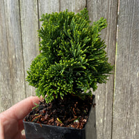 Mini Thoweil Hinoki Cypress — Chamaecyparis obtusa 'Thoweil'