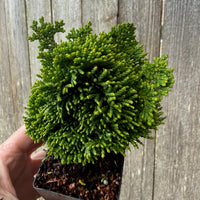 Mini Thoweil Hinoki Cypress — Chamaecyparis obtusa 'Thoweil'
