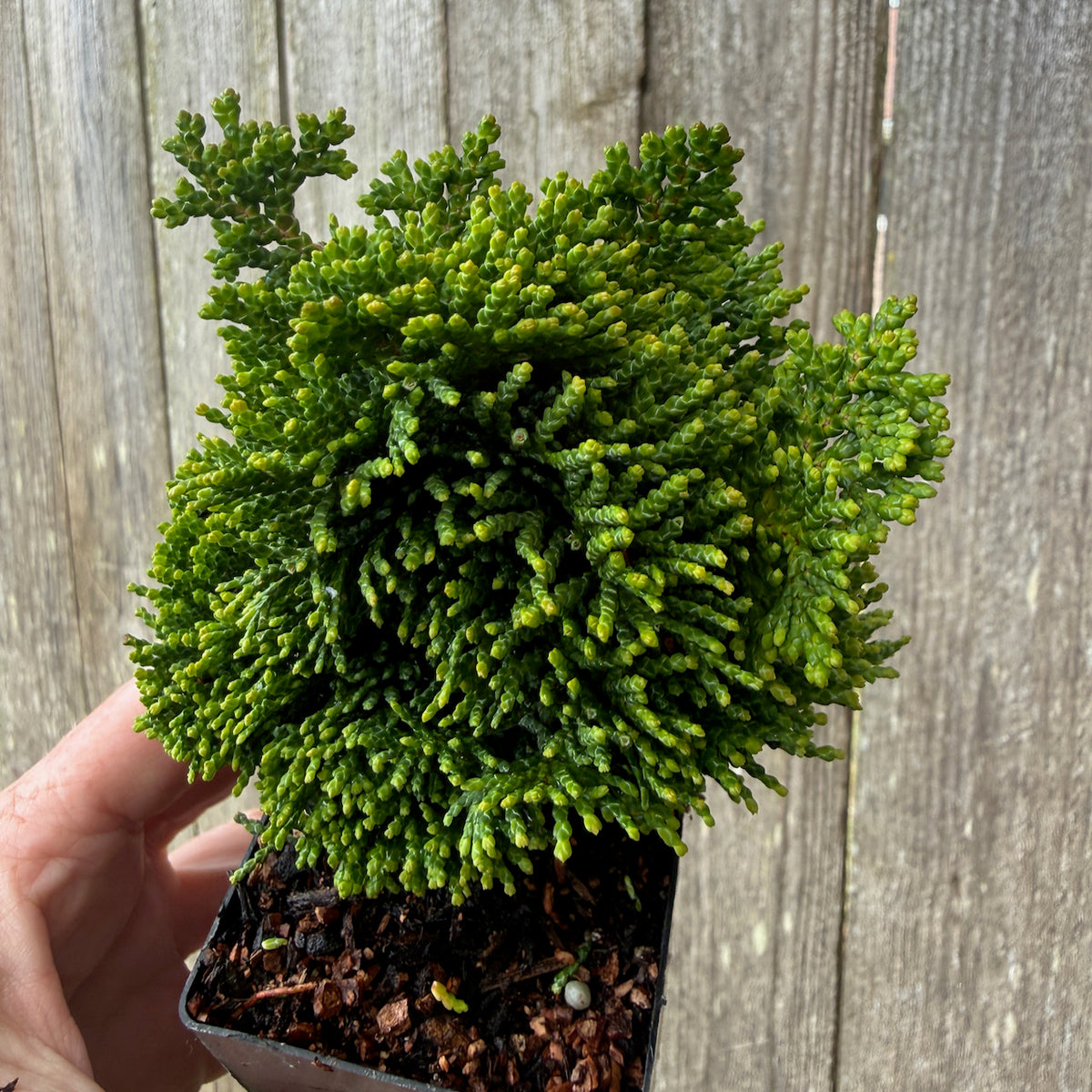 Mini Thoweil Hinoki Cypress — Chamaecyparis obtusa 'Thoweil'