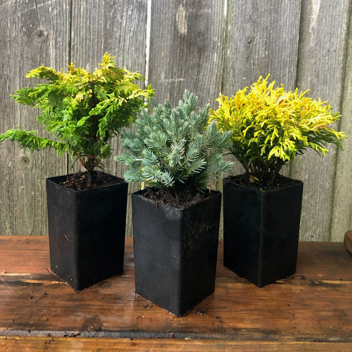 Mini Garden Tree Set: Fernspray Gold Hinoki, Blue Star Juniper & Gold Mop Cypress