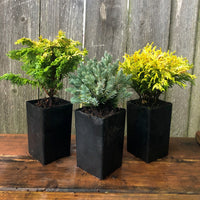 Mini Garden Tree Set: Fernspray Gold Hinoki, Blue Star Juniper & Gold Mop Cypress