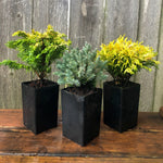 Mini Garden Tree Set: Fernspray Gold Hinoki, Blue Star Juniper & Gold Mop Threadbranch Cypress