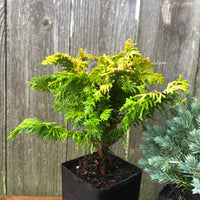 Mini Garden Tree Set: Fernspray Gold Hinoki, Blue Star Juniper & Gold Mop Cypress