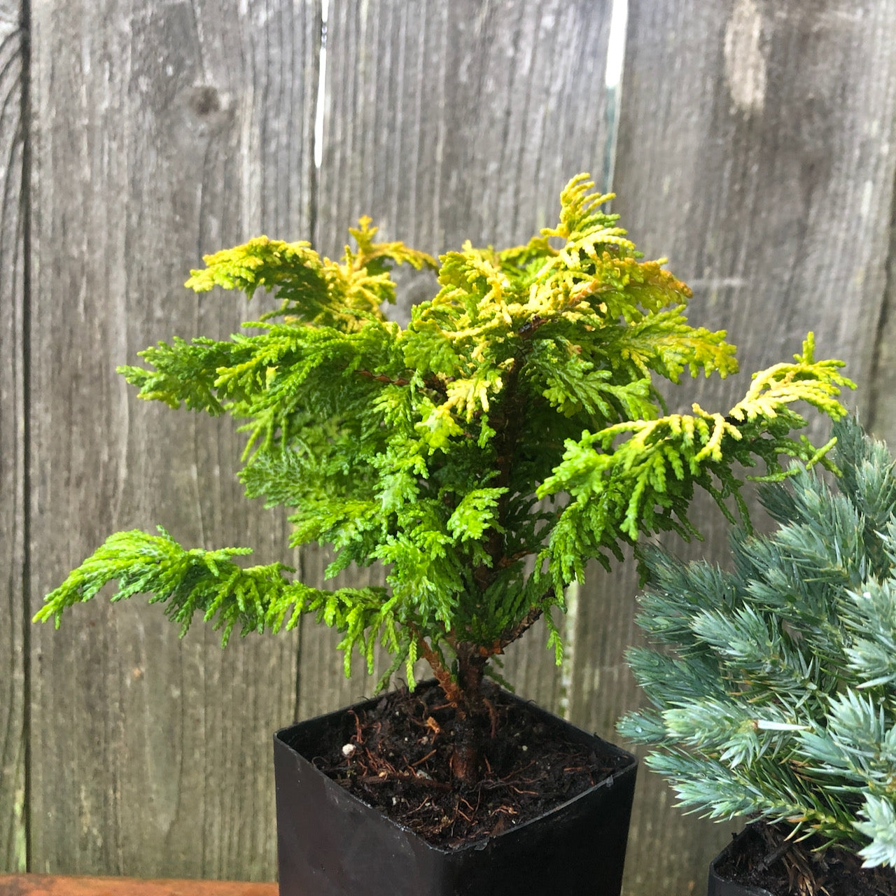 Mini Garden Tree Set: Fernspray Gold Hinoki, Blue Star Juniper & Gold Mop Cypress