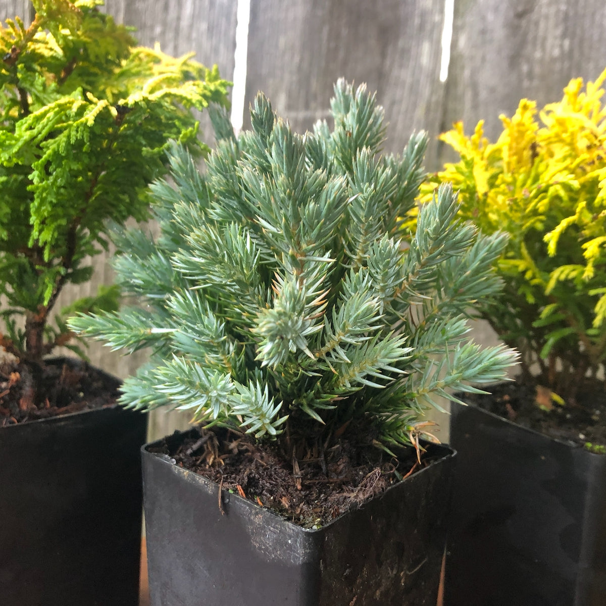 Mini Garden Tree Set: Fernspray Gold Hinoki, Blue Star Juniper & Gold Mop Cypress