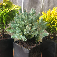Mini Garden Tree Set: Fernspray Gold Hinoki, Blue Star Juniper & Gold Mop Cypress