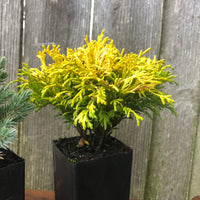 Mini Garden Tree Set: Fernspray Gold Hinoki, Blue Star Juniper & Gold Mop Threadbranch Cypress