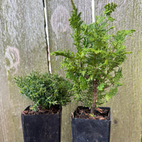 Mini Tree Set of 2: Cumulus Sawara Cypress & Compact Fernleaf Cypress