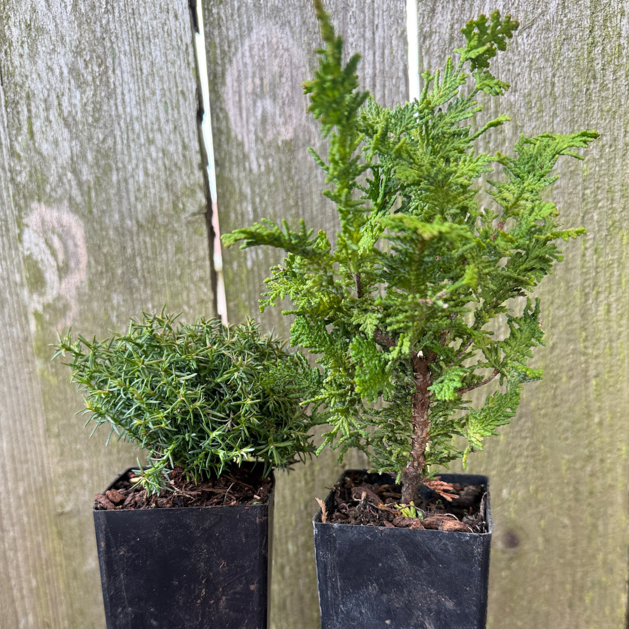 Mini Tree Set of 2: Cumulus Sawara Cypress & Compact Fernleaf Cypress