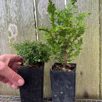 Mini Tree Set of 2: Cumulus Sawara Cypress & Compact Fernleaf Cypress