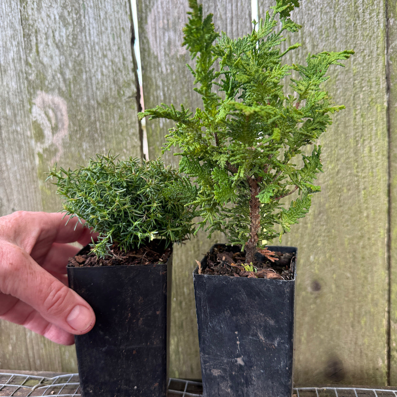Mini Tree Set of 2: Cumulus Sawara Cypress & Compact Fernleaf Cypress