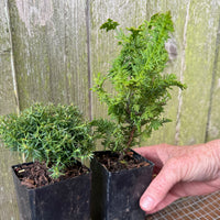 Mini Tree Set of 2: Cumulus Sawara Cypress & Compact Fernleaf Cypress