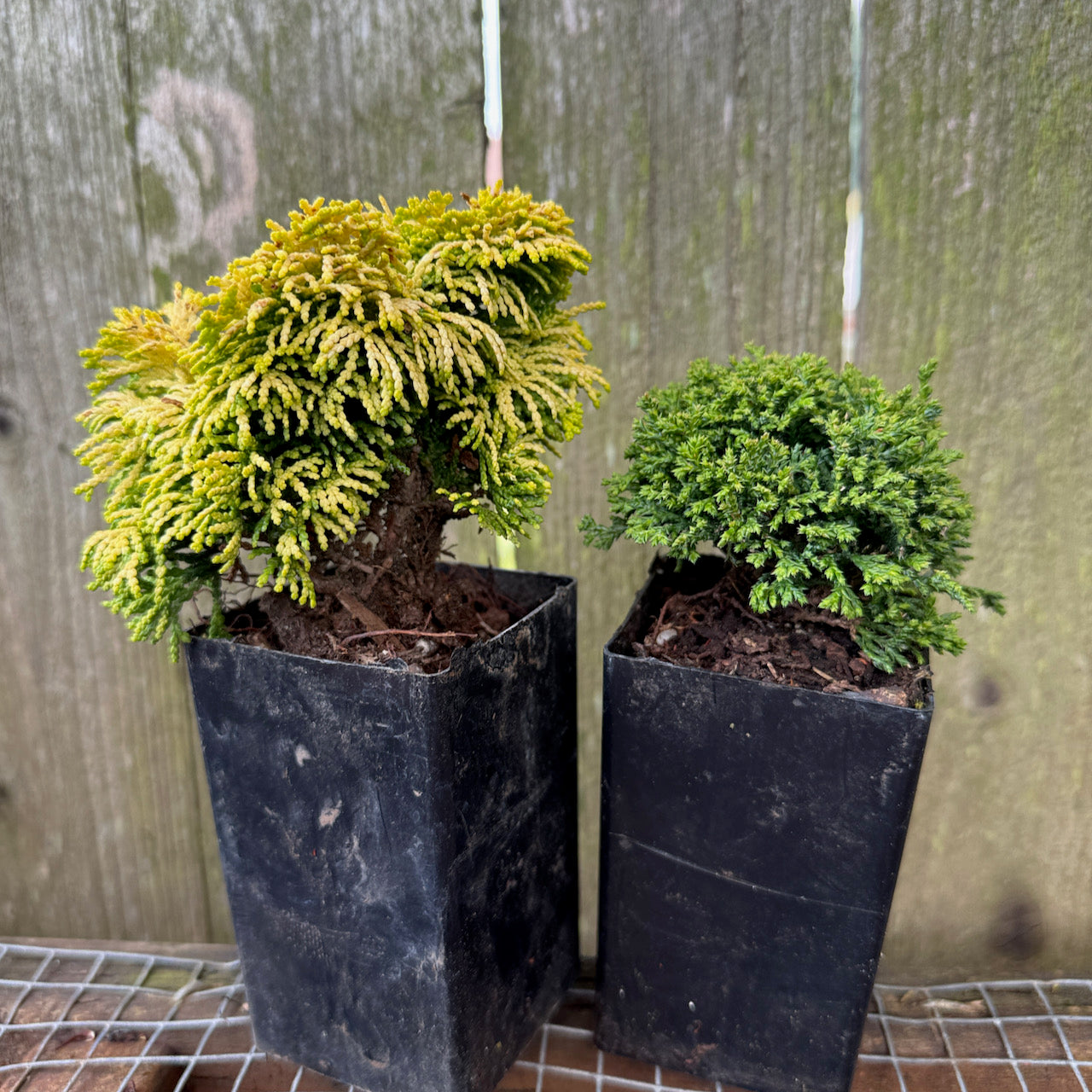Mini Tree Set of 2: Nana Lutea Hinoki & Tsukumo Dwarf Sawara Cypress