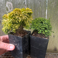 Mini Tree Set of 2: Nana Lutea Hinoki & Tsukumo Dwarf Sawara Cypress