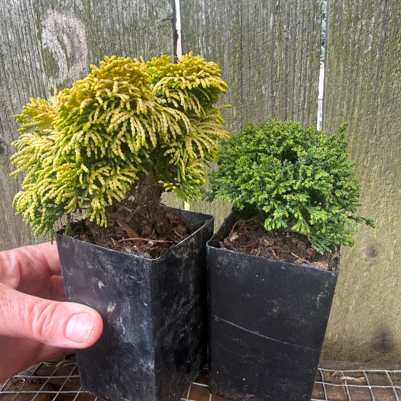 Mini Tree Set of 2: Nana Lutea Hinoki & Tsukumo Dwarf Sawara Cypress