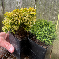 Mini Tree Set of 2: Nana Lutea Hinoki & Tsukumo Dwarf Sawara Cypress