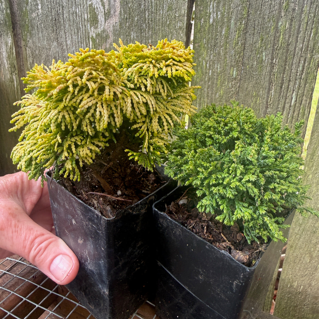 Mini Tree Set of 2: Nana Lutea Hinoki & Tsukumo Dwarf Sawara Cypress